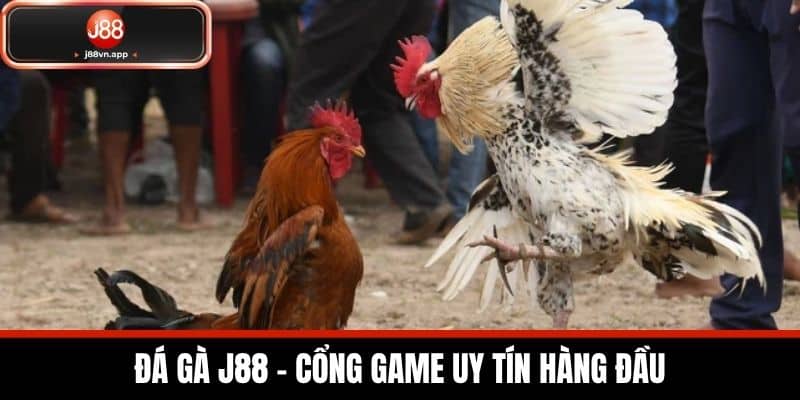Đá Gà J88 - Nền Tảng Cược Đá Gà Uy Tín Dành Cho Người Mới 1 Đá Gà J88 - Cổng Game Uy Tín Hàng Đầu