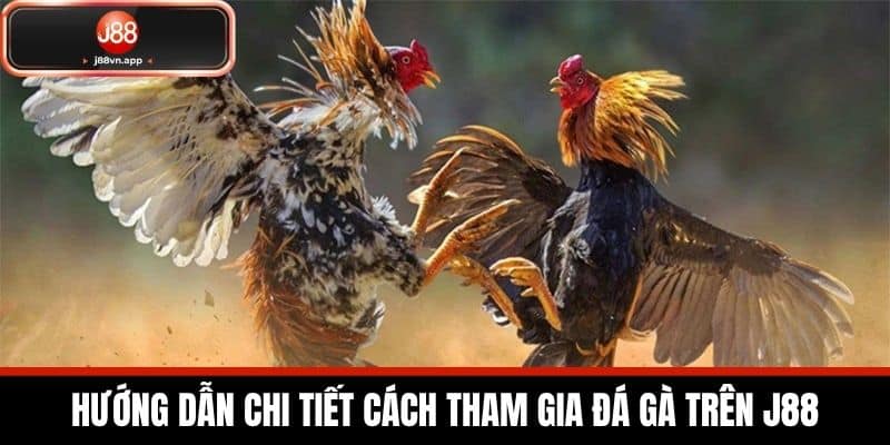 Đá Gà J88 - Nền Tảng Cược Đá Gà Uy Tín Dành Cho Người Mới 2 Hướng Dẫn Chi Tiết Cách Tham Gia Đá Gà Trên J88