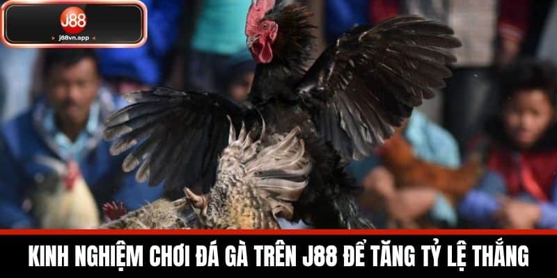 Đá Gà J88 - Nền Tảng Cược Đá Gà Uy Tín Dành Cho Người Mới 3 Kinh Nghiệm Chơi Đá Gà Trên J88 Để Tăng Tỷ Lệ Thắng