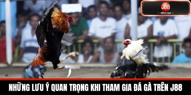 Đá Gà J88 - Nền Tảng Cược Đá Gà Uy Tín Dành Cho Người Mới 4 Những Lưu Ý Quan Trọng Khi Tham Gia Đá Gà Trên J88